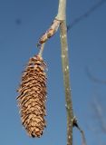 Betula utilis variety jacquemontii. Часть побега с прошлогодним соплодием и почкой. Германия, г. Дюссельдорф, Ботанический сад университета. 13.03.2014.