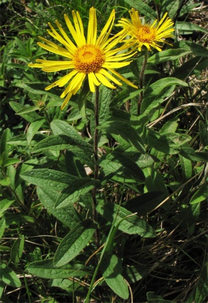 Изображение особи Inula hirta.