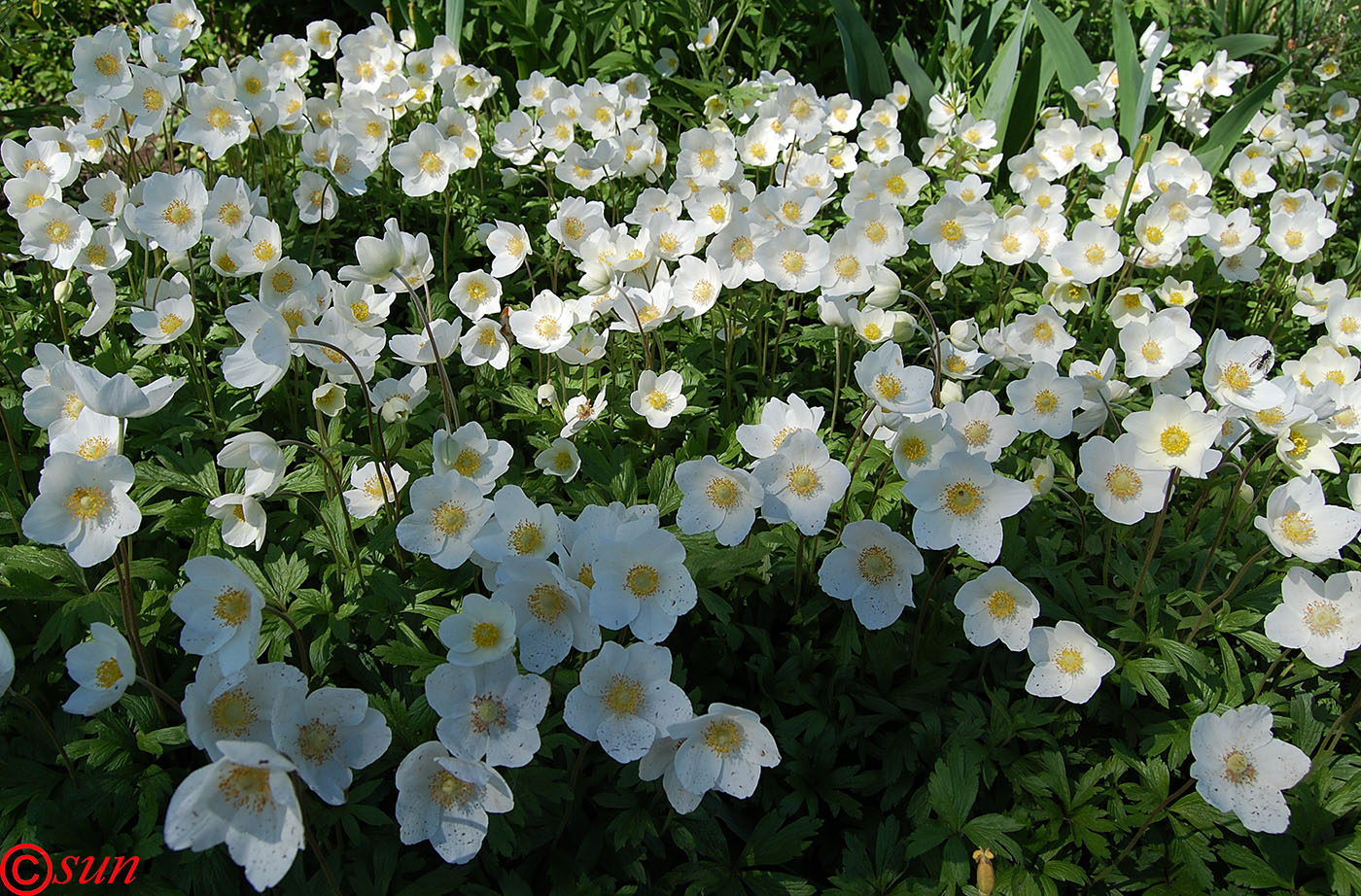 Image of Anemone sylvestris specimen.