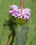 Phlomoides tuberosa. Часть соцветия. Украина, г. Запорожье, пос. Солнечный, балка. 22.05.2014.