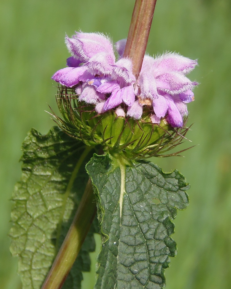 Изображение особи Phlomoides tuberosa.