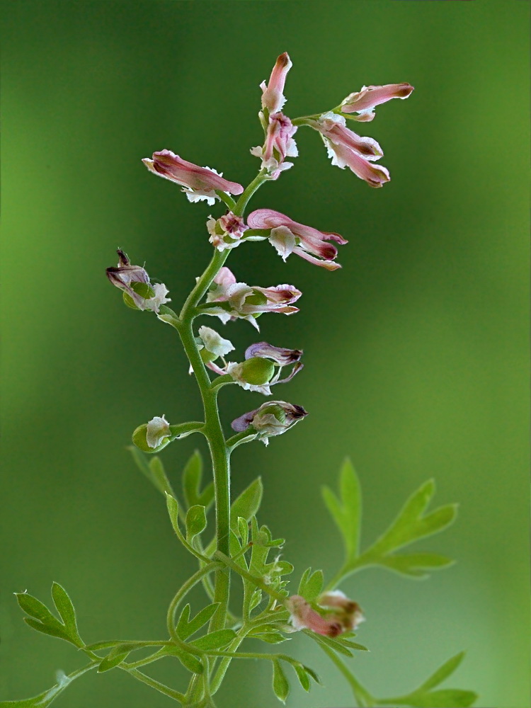 Image of Fumaria rostellata specimen.