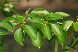 Populus suaveolens