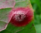 Rumex aquaticus