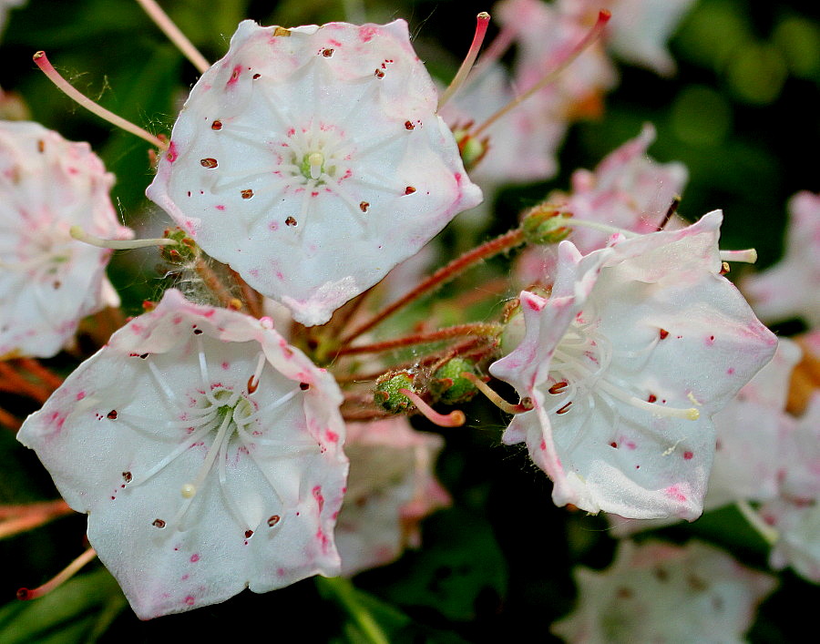 Изображение особи Kalmia latifolia.