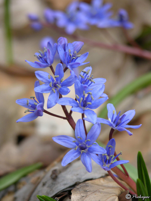 Изображение особи Scilla bifolia.