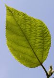 Broussonetia papyrifera. Молодой лист. Германия, г. Дюссельдорф, Ботанический сад университета. 03.06.2014.