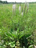 Plantago urvillei