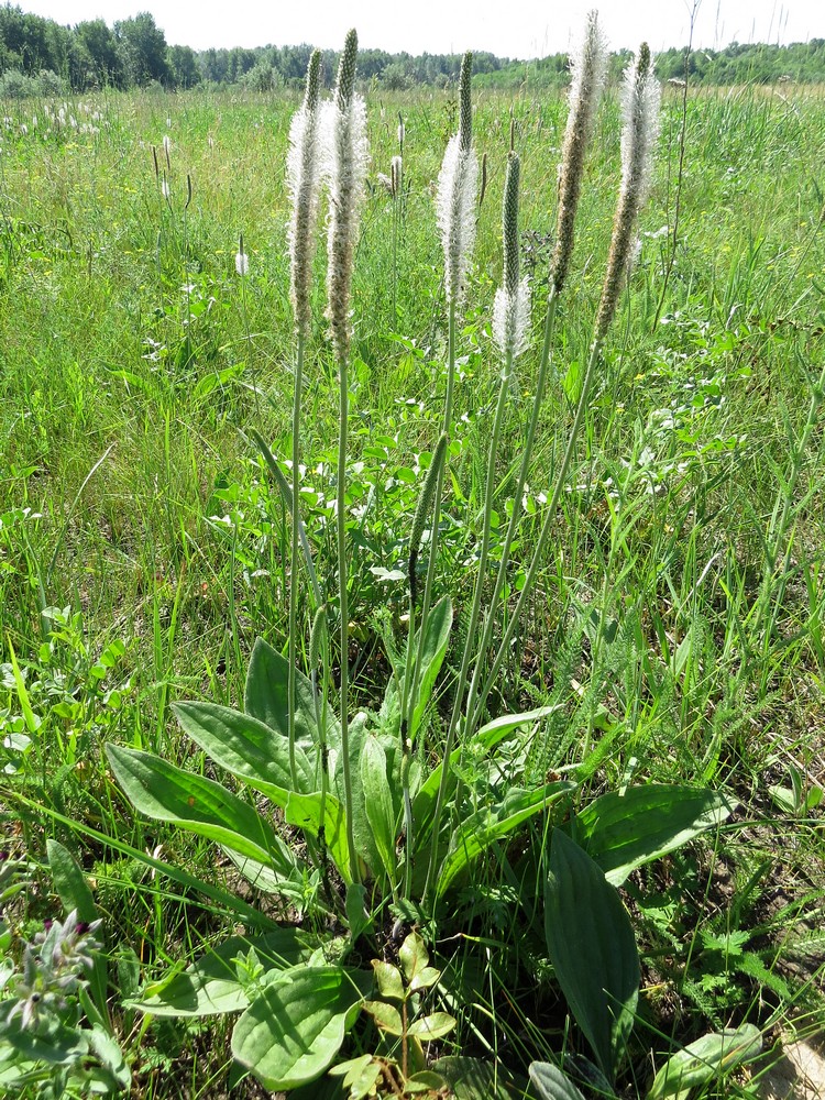 Изображение особи Plantago urvillei.