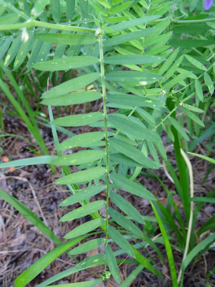 Изображение особи Vicia tenuifolia.