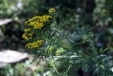 Tanacetum pseudachillea