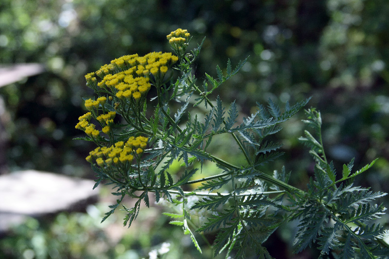 Image of Tanacetum pseudachillea specimen.