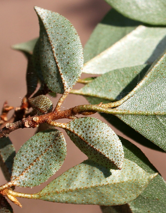 Изображение особи Elaeagnus multiflora.