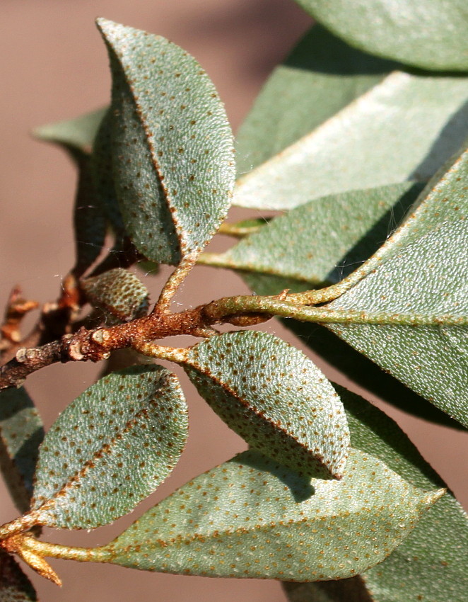 Image of Elaeagnus multiflora specimen.