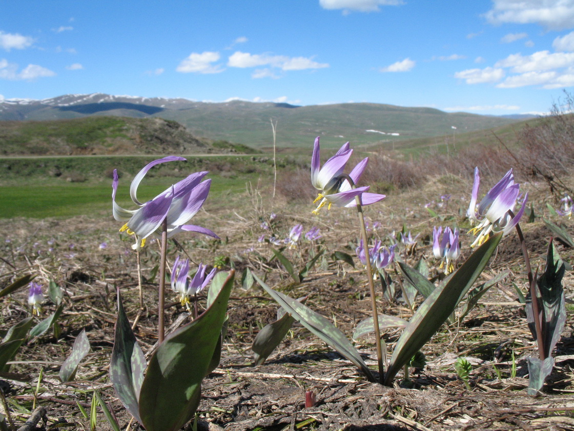 Изображение особи Erythronium sibiricum.