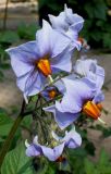 Solanum tuberosum. Соцветие. Германия, г. Дюссельдорф, Ботанический сад университета. 03.07.2014.