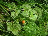 Rubus chamaemorus