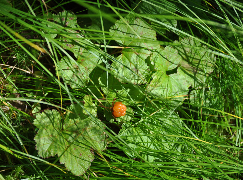 Изображение особи Rubus chamaemorus.