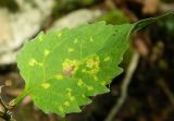 Campanula rapunculoides. Лист, поврежденный насекомыми. Республика Абхазия, Нофый Афон, склон Иверской горы, грабовый лес. Август 2014 г.