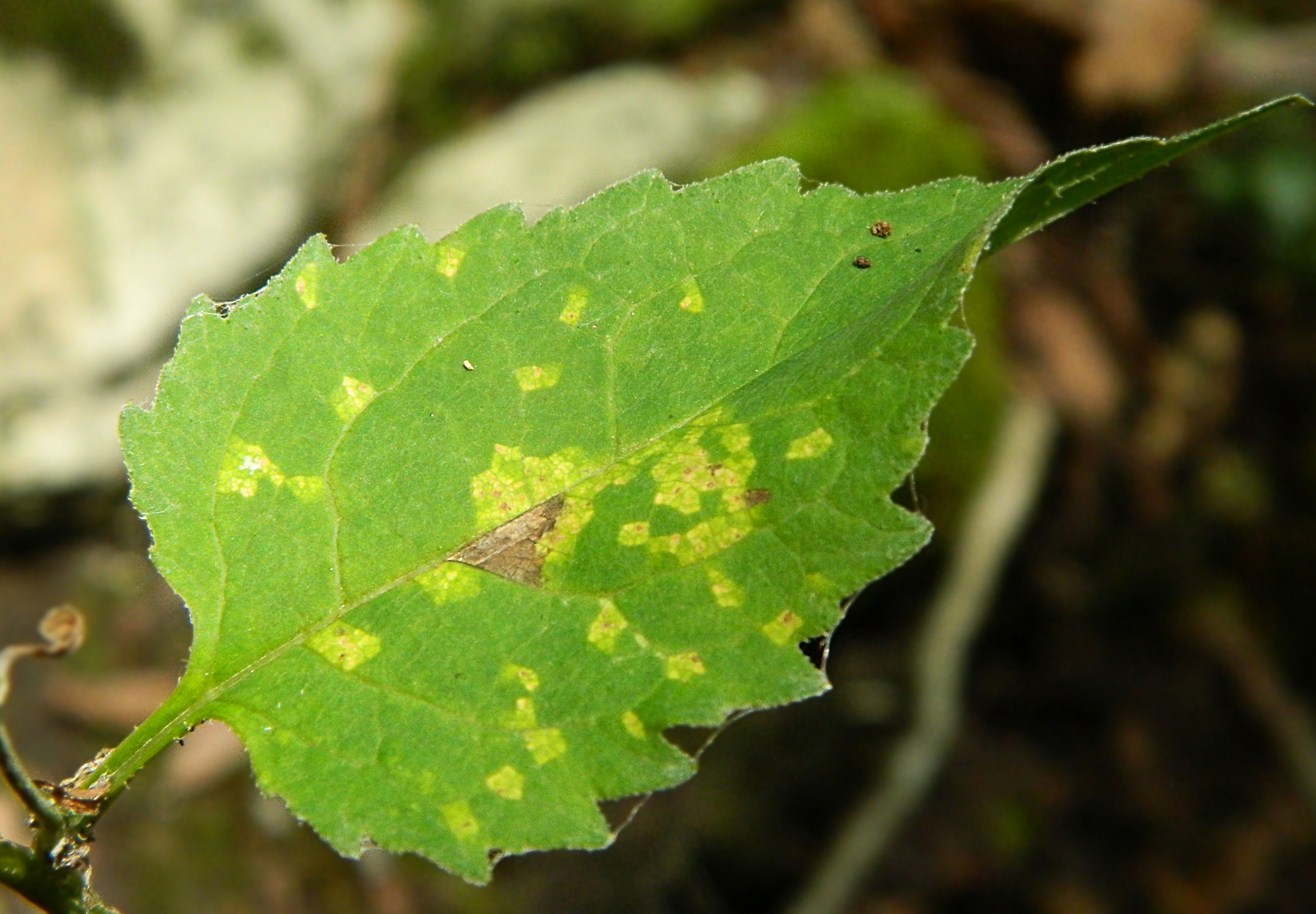 Image of Campanula rapunculoides specimen.