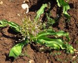 Allium schubertii