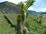 Astragalus alopecurus