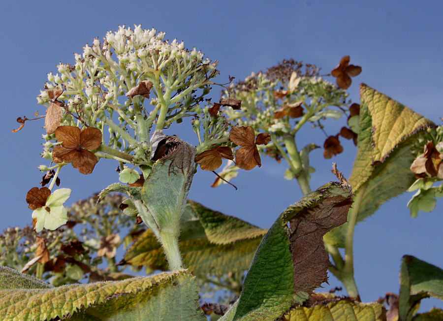 Image of Hydrangea involucrata specimen.