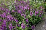 Angelonia angustifolia. Цветущие растения. Германия, г. Крефельд, Ботанический сад. 06.09.2014.