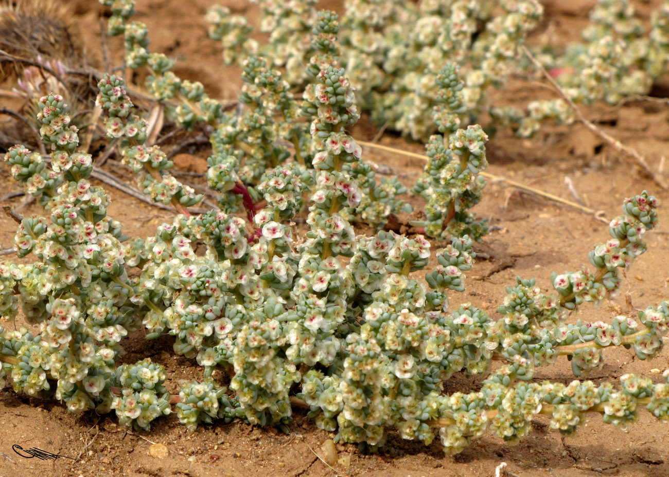 Image of Halogeton glomeratus specimen.