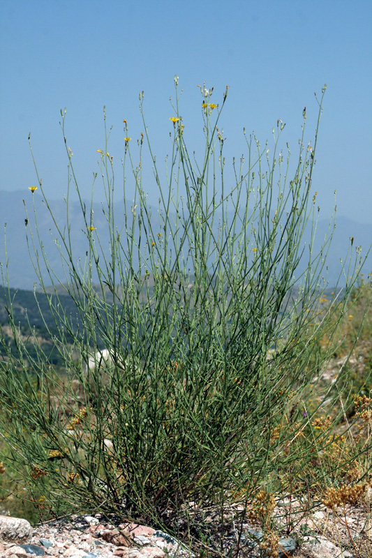 Изображение особи Chondrilla lejosperma.