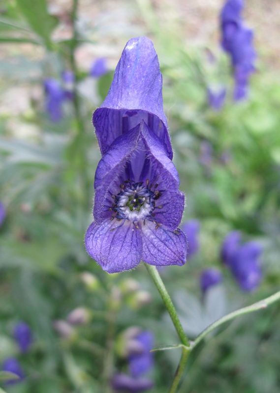 Image of Aconitum × stoerkianum specimen.