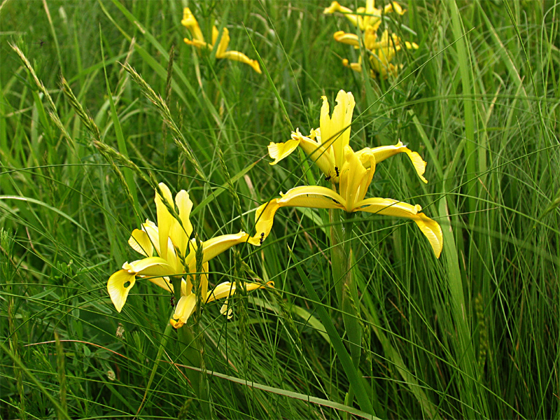 Image of Iris halophila specimen.