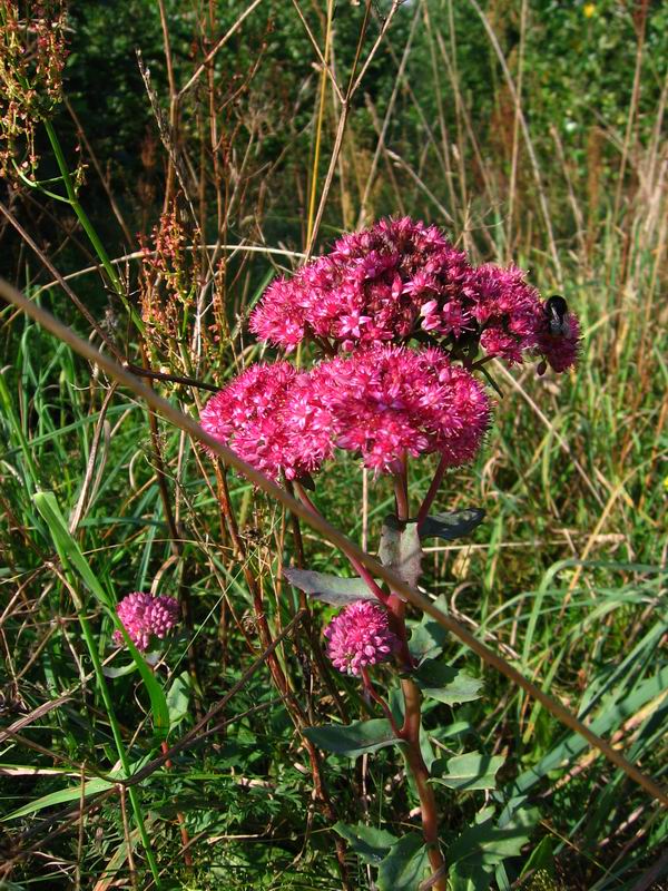 Изображение особи Hylotelephium triphyllum.