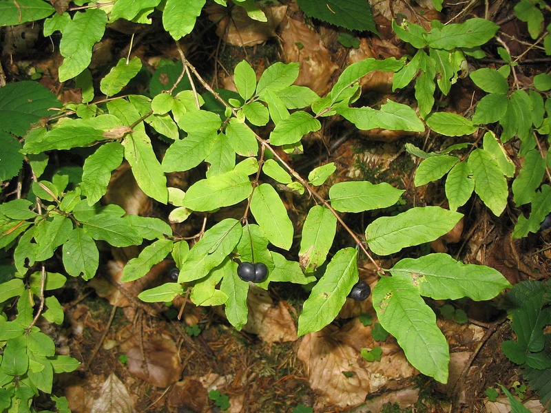 Изображение особи Lonicera nigra.