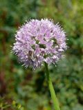 Allium nutans