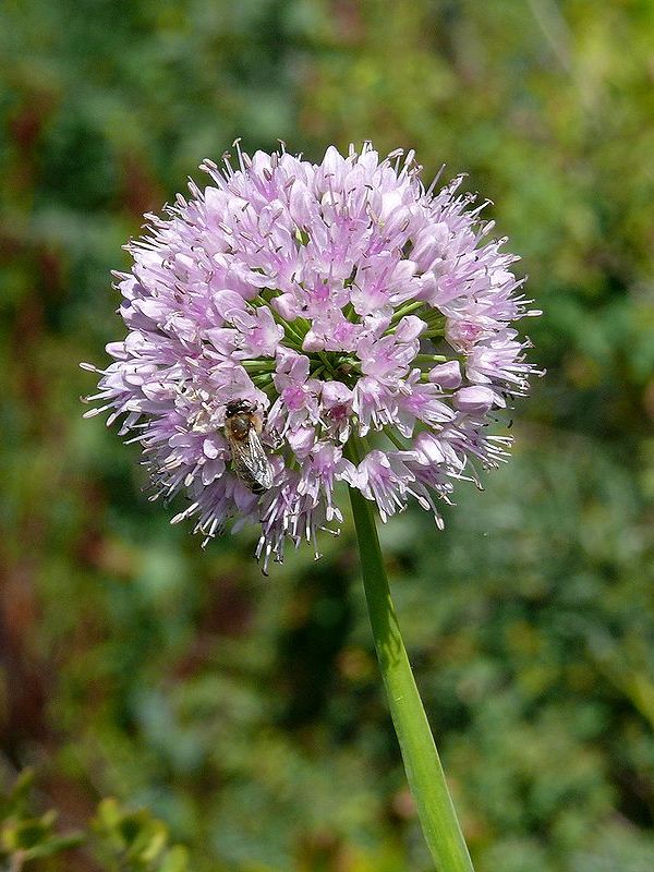 Image of Allium nutans specimen.