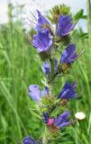 Echium vulgare. Верхушка соцветия. Московская обл., Одинцовский р-н, окр. г. Кубинка, окр. водохранилища Трасна, обочина бетонной дороги. 23.06.2009.