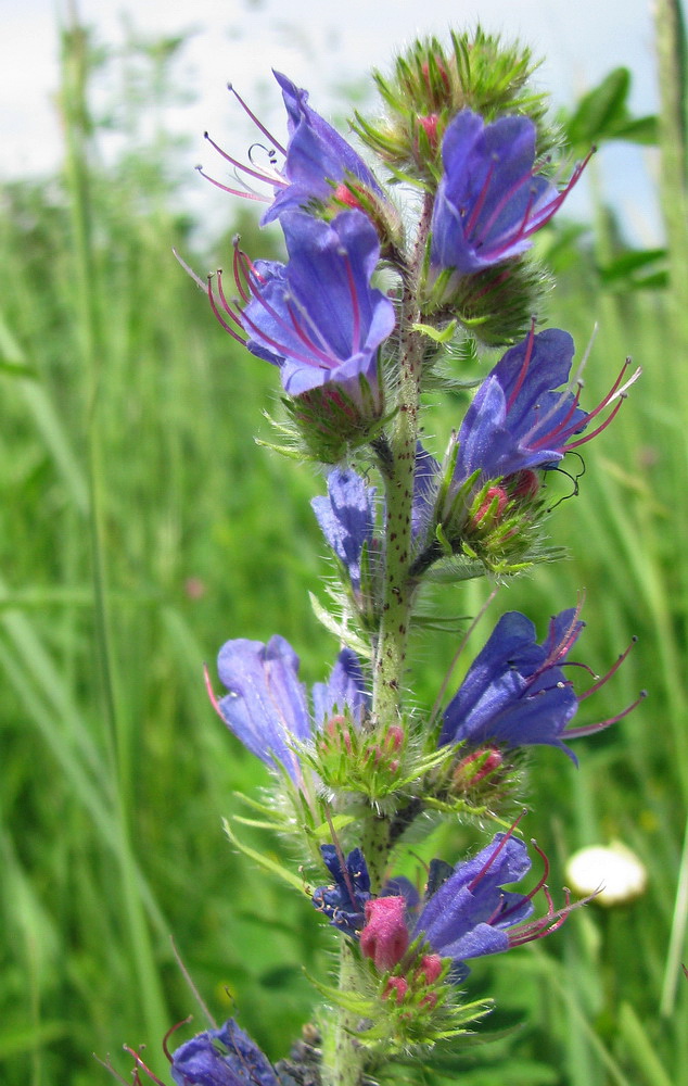 Изображение особи Echium vulgare.