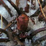 Rhodiola coccinea