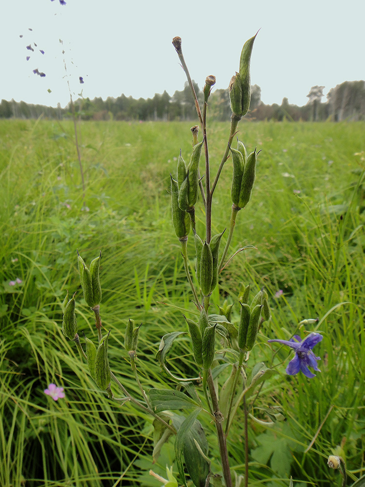 Image of Delphinium cheilanthum specimen.