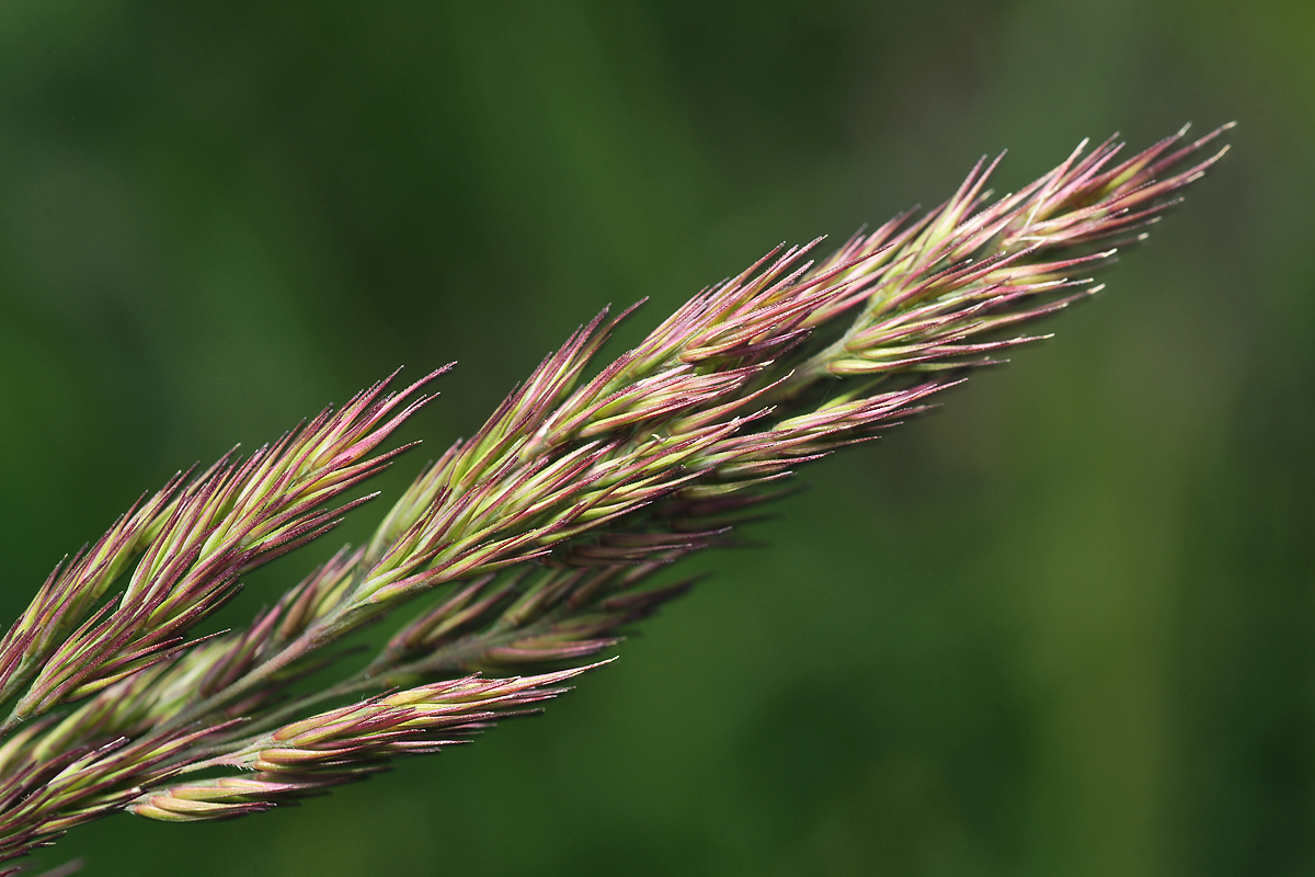 Изображение особи Calamagrostis epigeios.