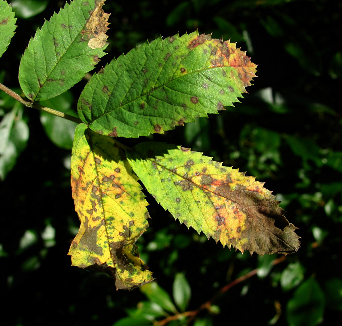 Image of Rosa cinnamomea specimen.