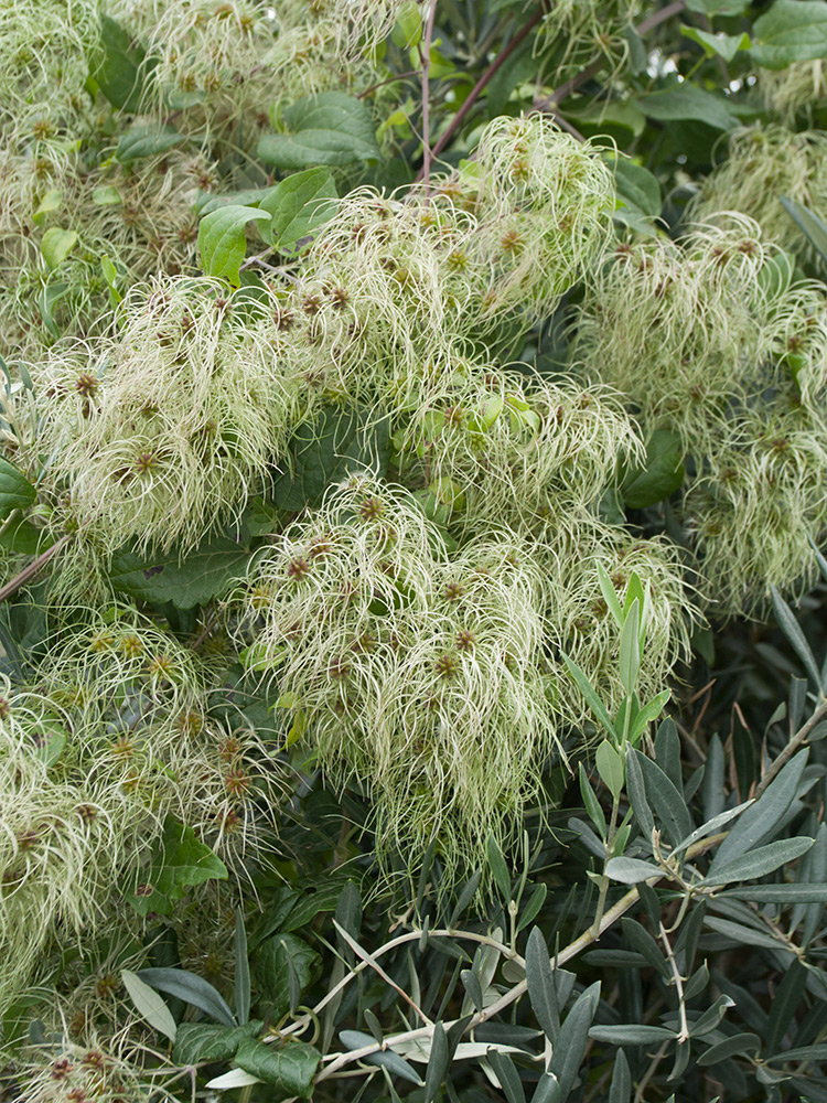 Image of Clematis vitalba specimen.