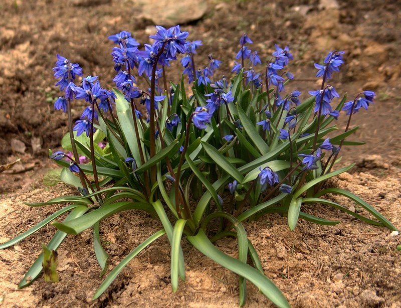 Изображение особи Scilla caucasica.