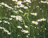 Leucanthemum vulgare. Цветущие растения. Московская обл., Раменский р-н, окр. ж.-д. платформы Хрипань, просека под ЛЭП. 01.07.2015.
