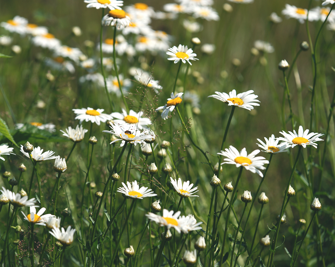 Изображение особи Leucanthemum vulgare.