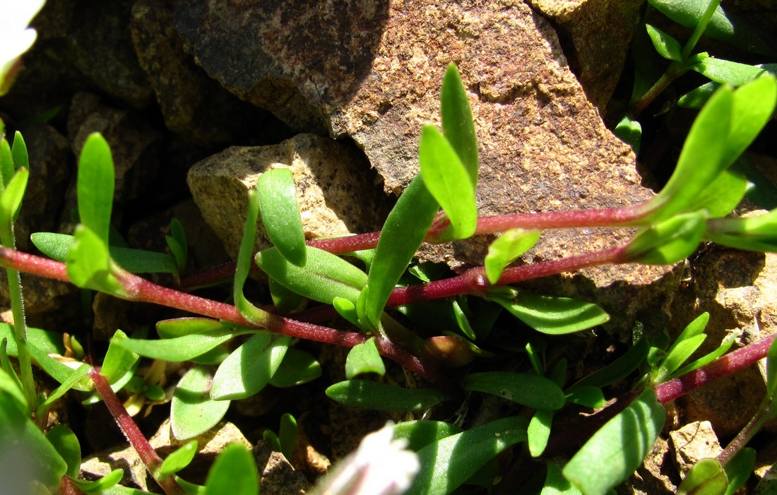 Image of Dichodon cerastoides specimen.