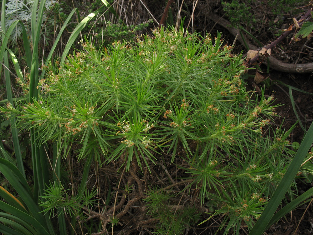 Изображение особи Plantago arborescens.