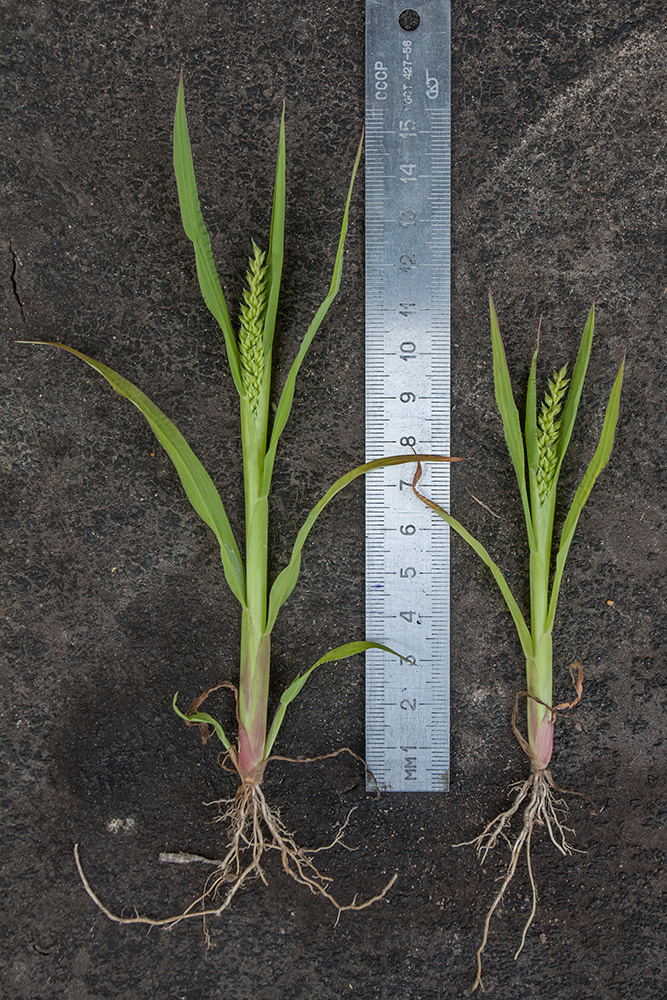 Image of Echinochloa crus-galli specimen.