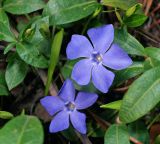 Vinca minor